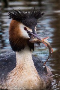 Great crested Grebe