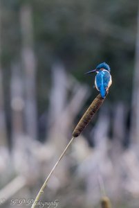 Kingfisher