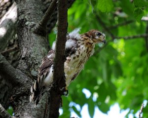 Fledged Cooper's Hawk