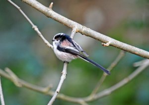 Long-tailed tit