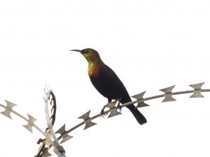 Copper Sunbird