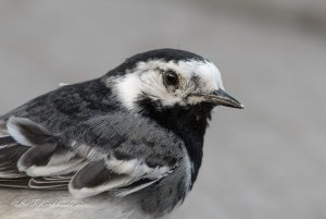 wagtail