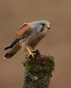 Kestrel