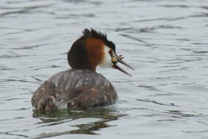 Great Crested Grebe with catch