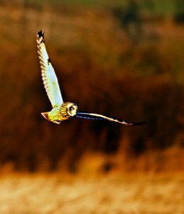 Short eared owl