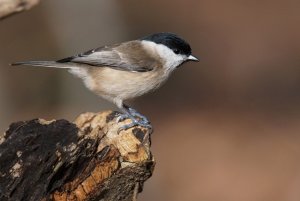 Marsh Tit