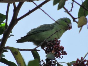 Periquito Esmeralda (Forpus Coelestis)