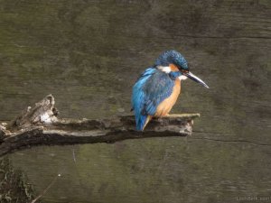 Kingfisher