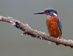 Kingfisher