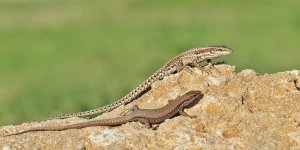 Common Wall Lizards