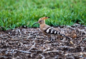 Hoopoe