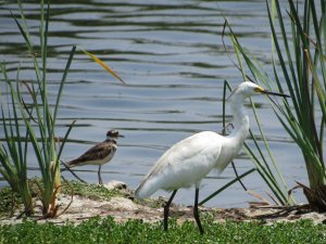 Garcita blanca (Egretta thula)