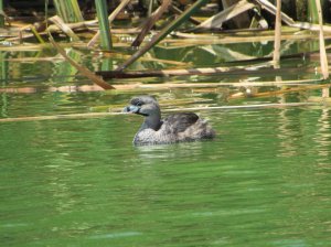 Zambullidor pico grueso (Podilymbus podiceps)