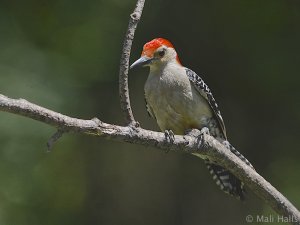 Red-bellied Woodpecker