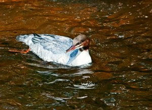 Juvenille Goosander