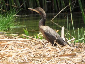 Cormorn neotropical (Phalacrocorax brasilianus)