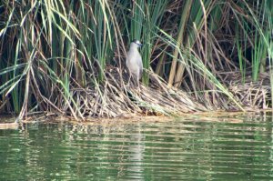 Garza huaco comn (Nycticorax nycticorax)