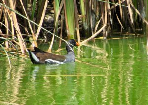 Polla de Agua Comun (Gallinula Chloropus)