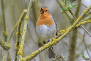 robin