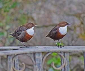 Dippers in Dyserth.