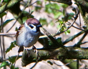 Tree sparrow