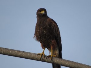 Harris's Hawk (Parabuteo unicinctus) (1)