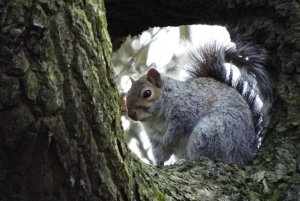 Here is my grey squirrel