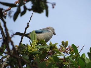 Blue-gray Tanager(Thraupis episcopus)
