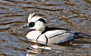 Smew (Male)