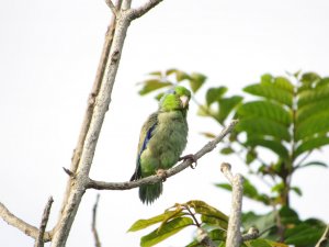 Periquito Esmeralda (Forpus coelestis)