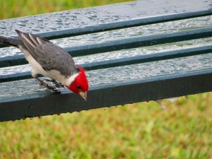 Red-crested Cardinal(Paroaria coronata)