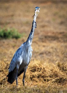 Black-Headed Heron - South Africa