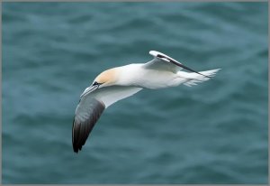 Gannet in flight.