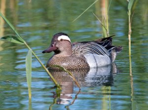 Garganey