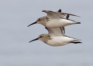 Dunlin