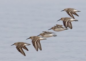 Dunlin