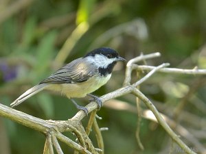 Carolina Chickadee