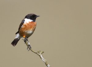 Male stonechat