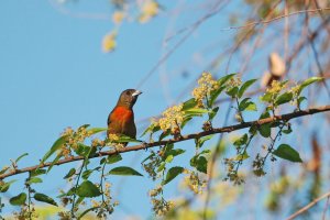 Cherrie's Tanager - female