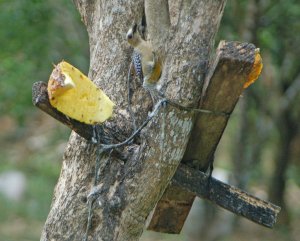 Hoffmann's Woodpecker