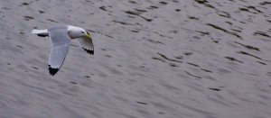 Kittiwake (Rissa tridactyla)