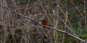 Kingfisher