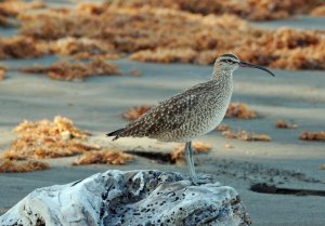 Whimbrel on the beach