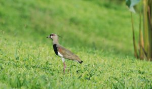 Southern Lapwing