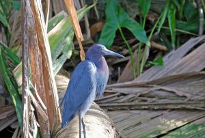 Little Blue Heron