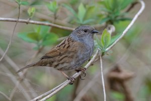 Dunnock?