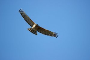 Red-shouldered Hawk