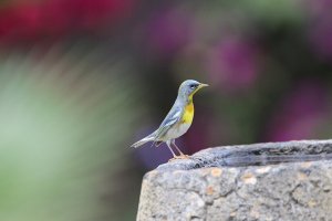 Northern Parula