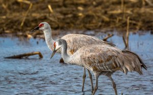 Sandhill Cranes