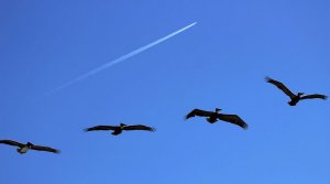 Vapor trails and Brown pelicans.